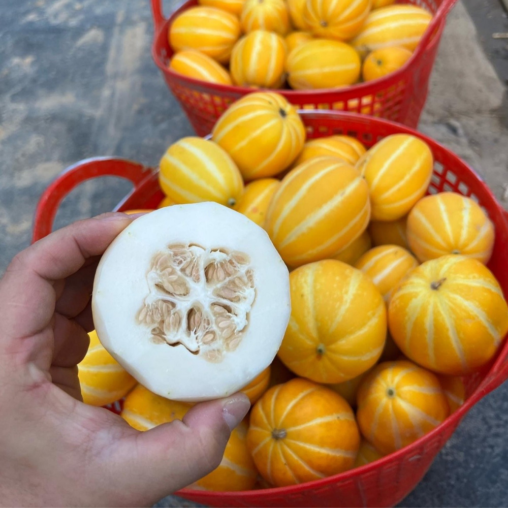 성주 참외 꿀참외 참왜 2kg 3kg 5kg : 싱싱햇