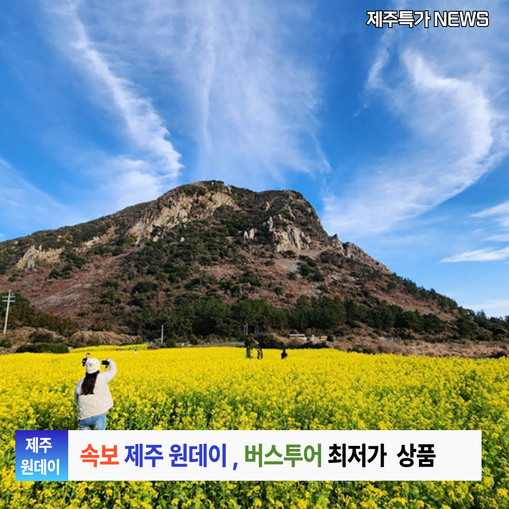 매일출발 제주도 여행 원데이 버스투어  : 다다투어