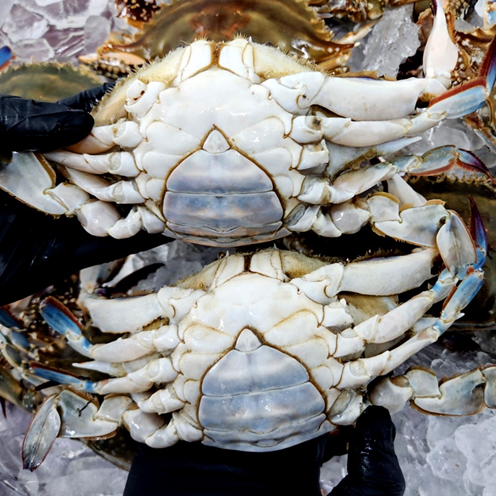연평도 알배기 암꽃게/숫꽃게 1KG 생물 활꽃게 수율보장 급냉꽃게 간장게장 알베기 : 지구식품
