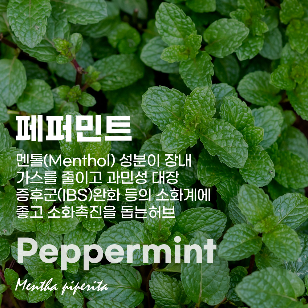 페퍼민트 Peppermint 영국 메디컬허브 Medical herb 집중력 소화 Mentha piperita 대사증후군 과민성 대장 IBS 건강차 : 메디컬 허브