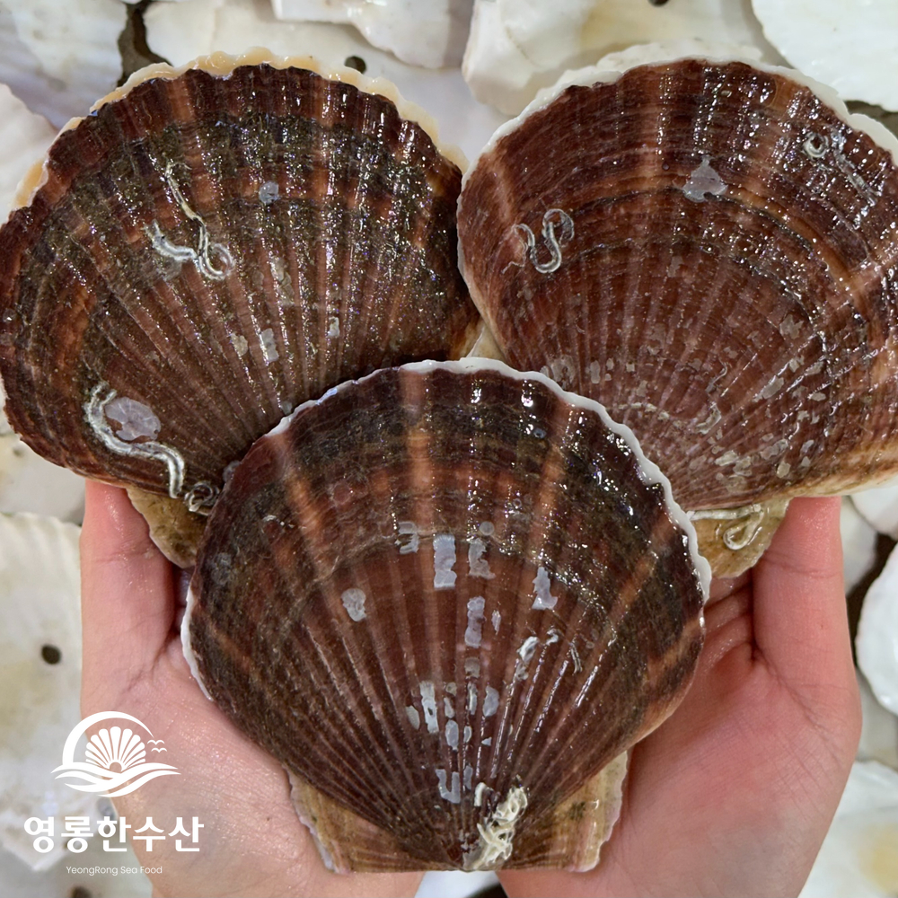 알이 통통한 제철 대왕 참가리비 1kg : 영롱한수산