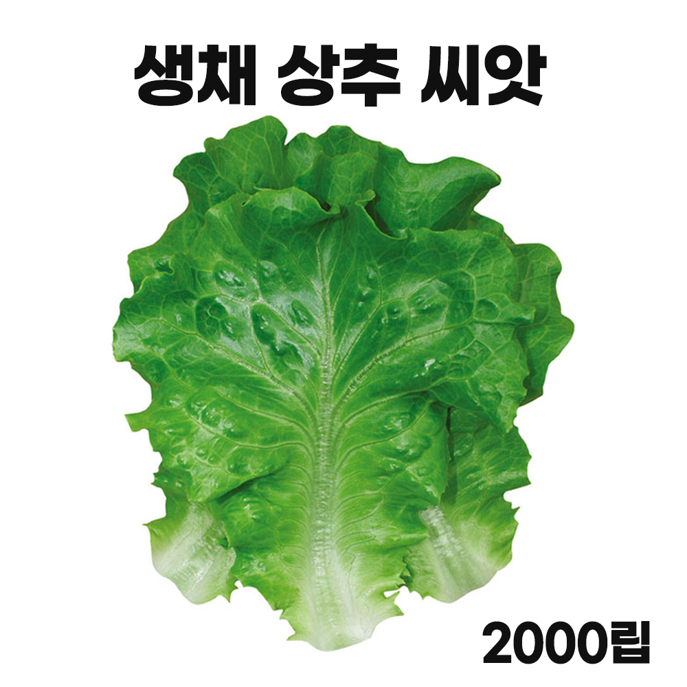 아삭이생채상추 텃밭 채소 씨앗 종자 아삭이상추 2000립 : 모칸도