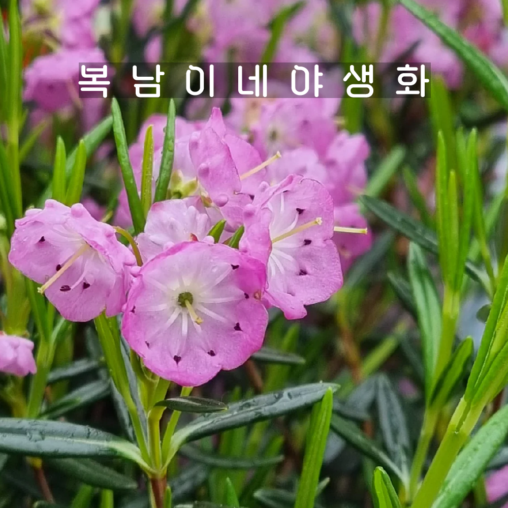 칼미아 폴리폴리아 [1개 복남이네야생화 모종 꽃나무 산월계수 kalmia] : 복남이네야생화