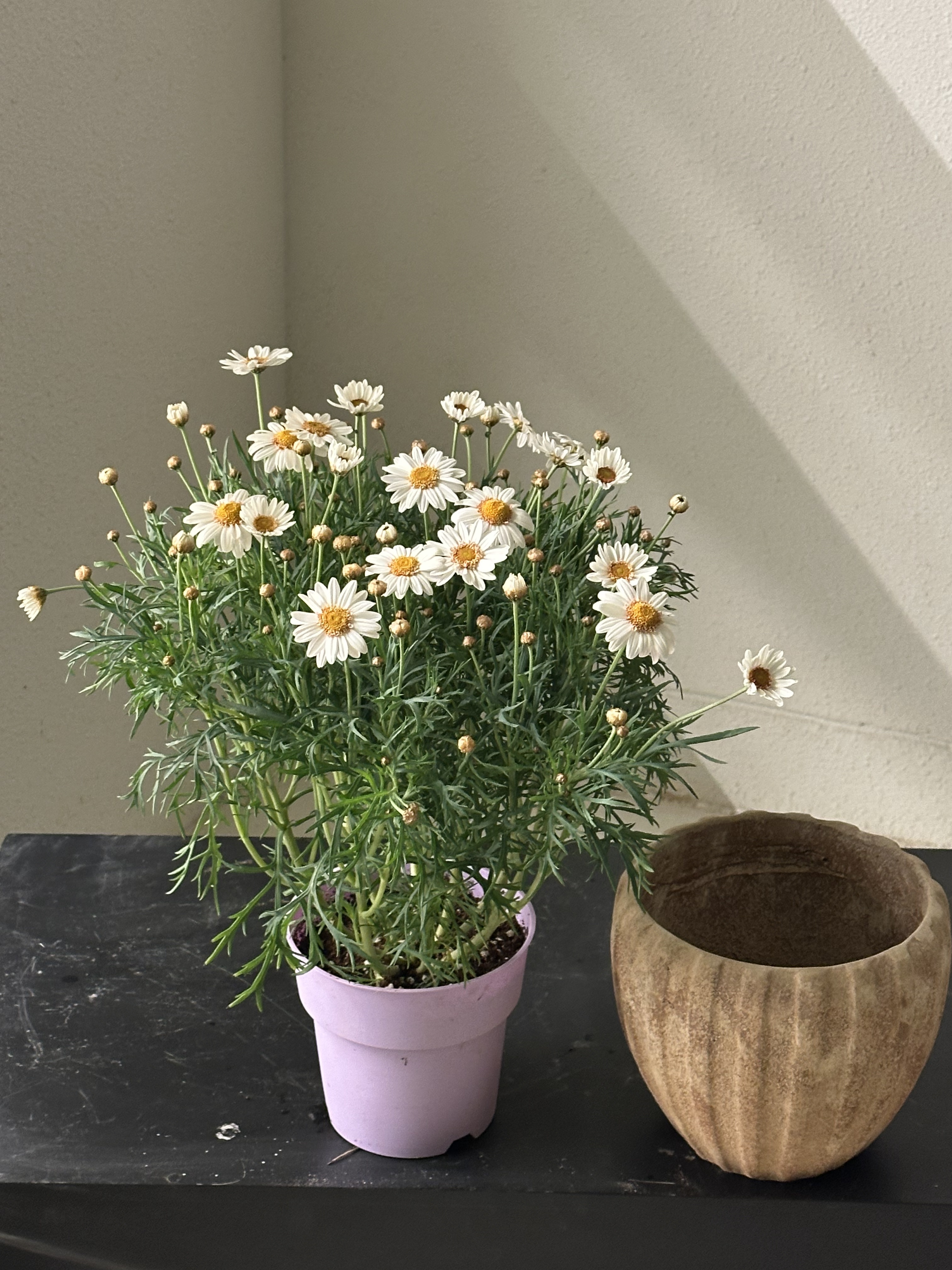 마가렛 포트 / 세트상품 : deep garden