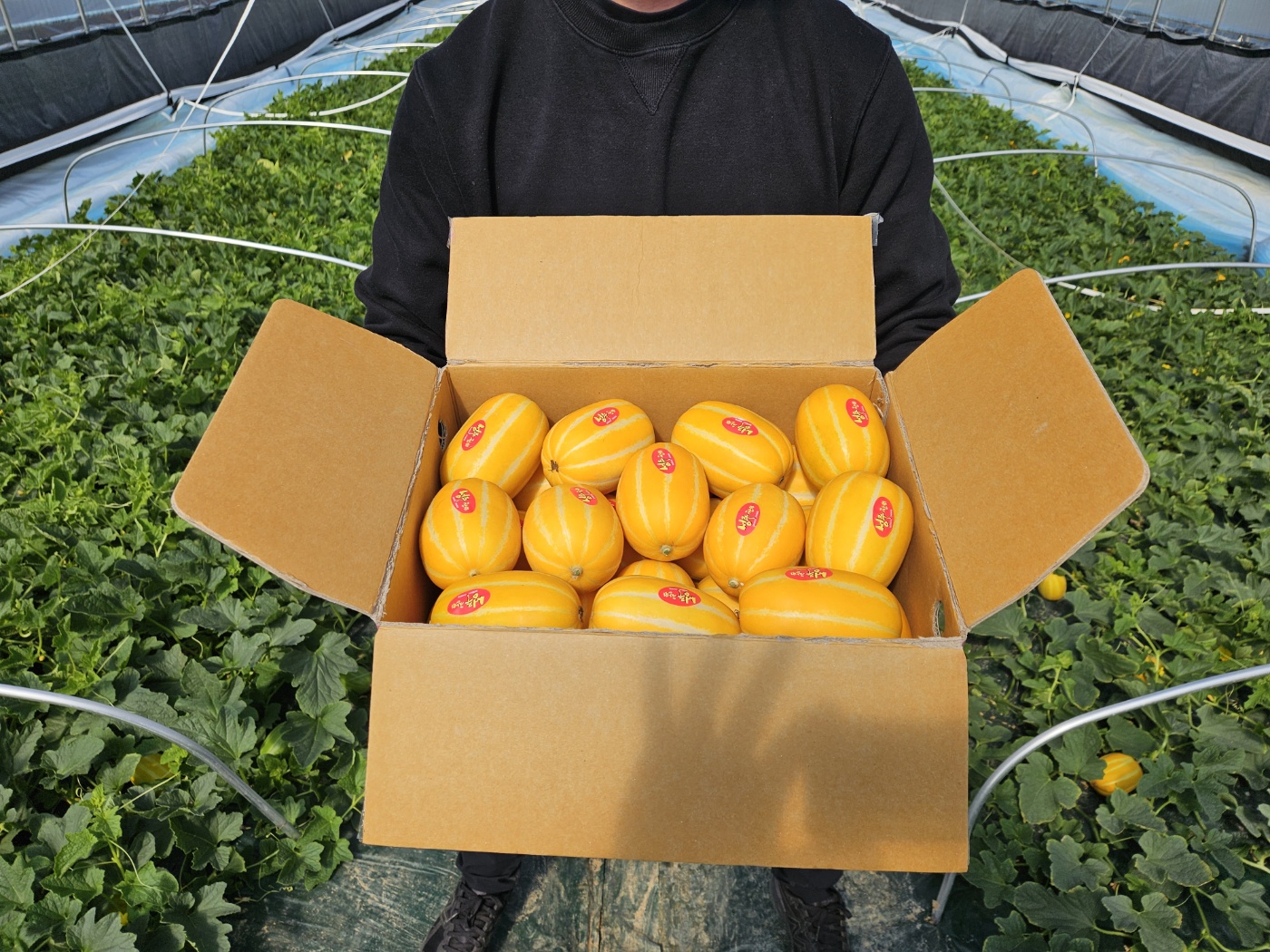 마시따 참외 당도선별 품질보장 성주참외 가정용 선물용 참외 5kg : 마시따1