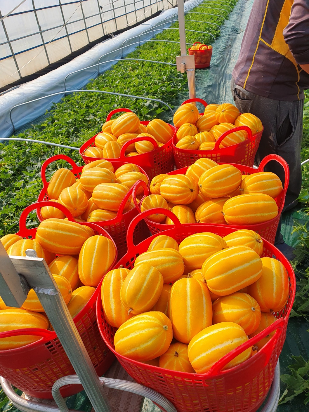 성주 누리꿀 참외 가정용 선물용 3kg : 주렁주렁JEJU