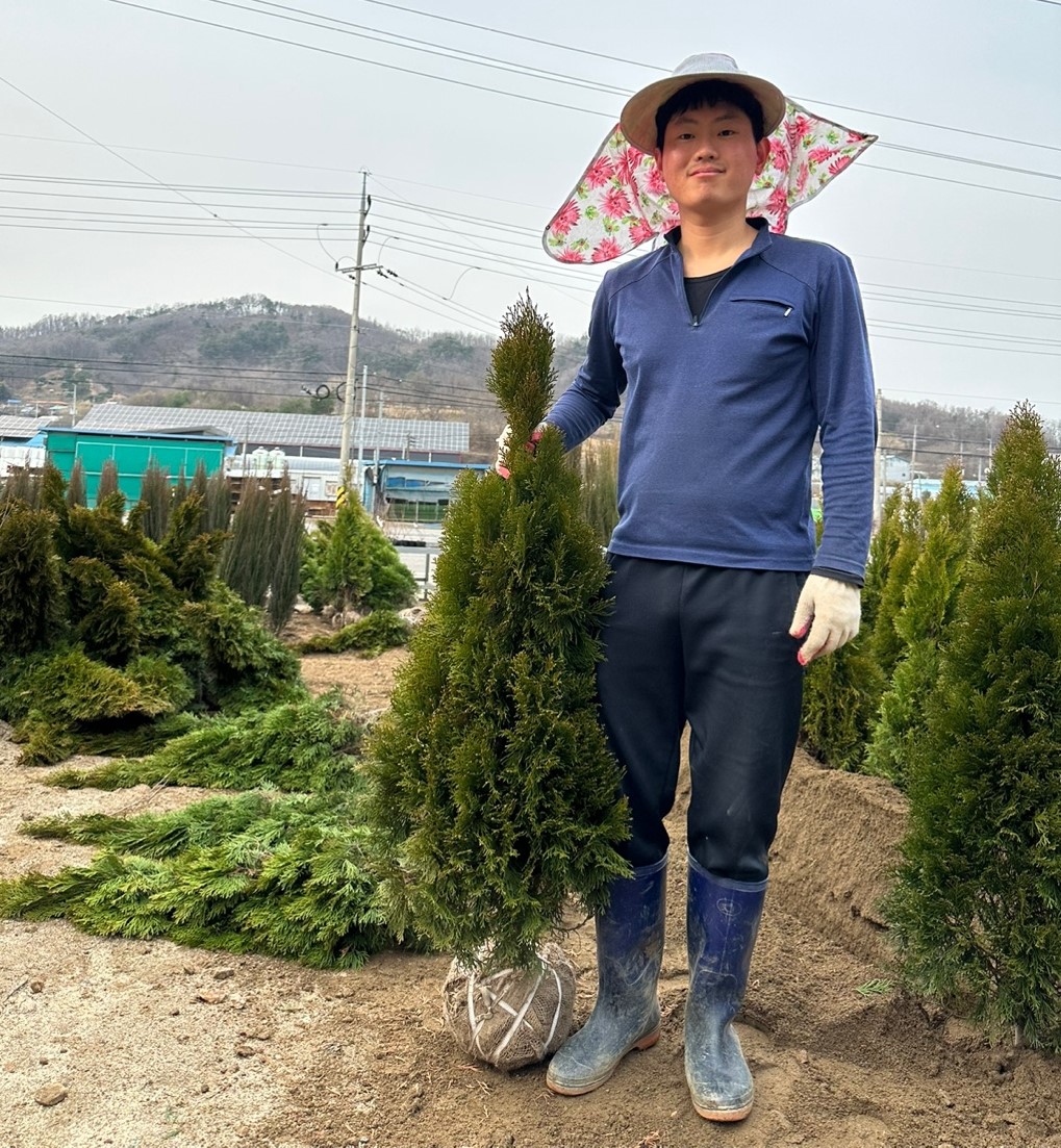 에메랄드그린 1m 분묘(포트묘 침엽수 조경수 울타리 스마라그) : 남림원예종묘