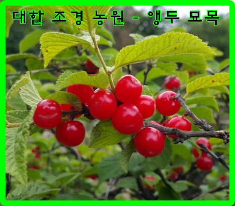 앵두나무 묘목 (접목1년생) : 대한조경농원