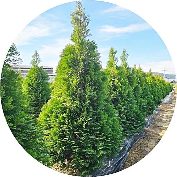 에메랄드그린/측백나무/Thuja occidentalis Emerald Green/1.8m/울타리수종 : 행복한정원
