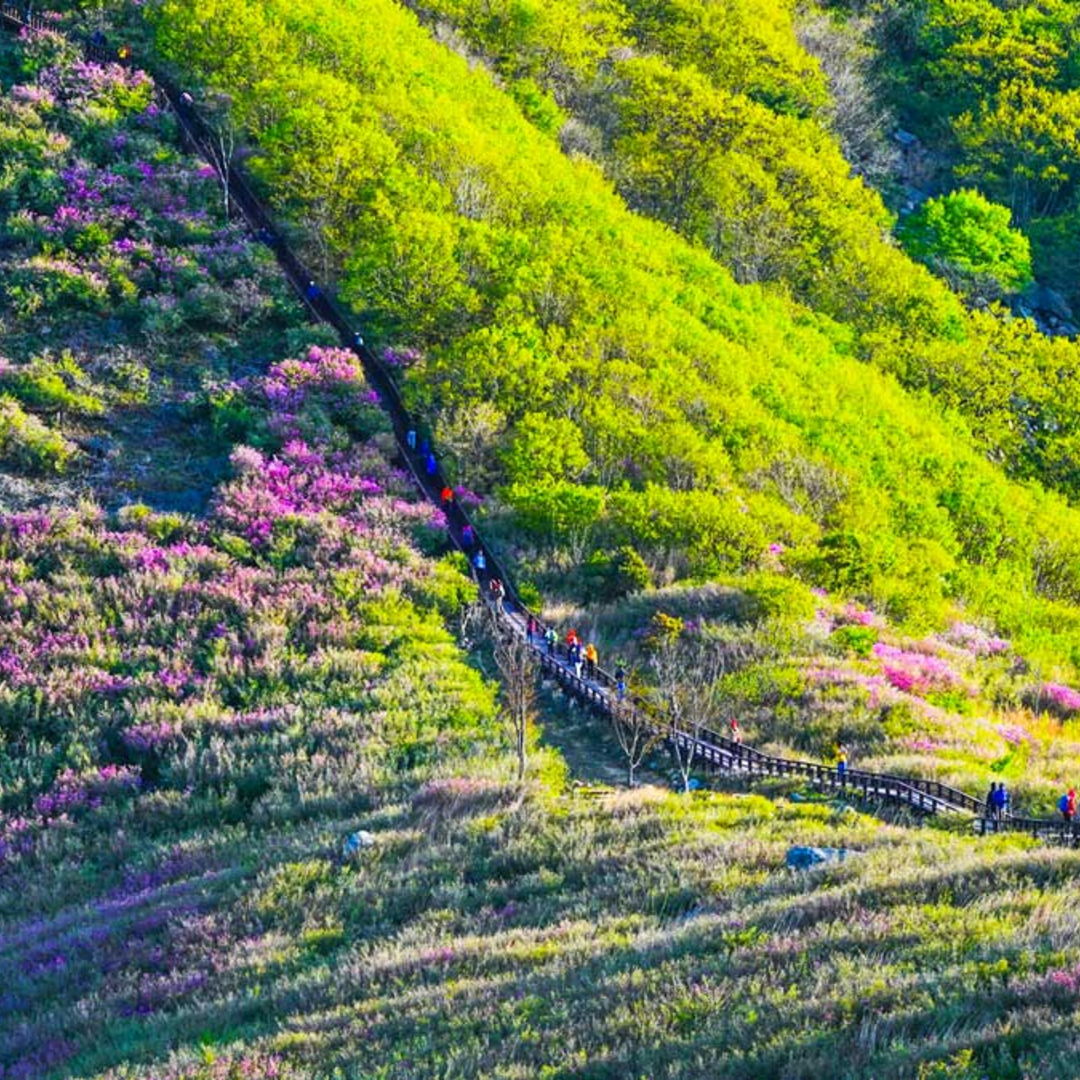 합천 황매산 철쭉 봄꽃 서울 출발 당일 리무진 버스 여행 : 승우여행사