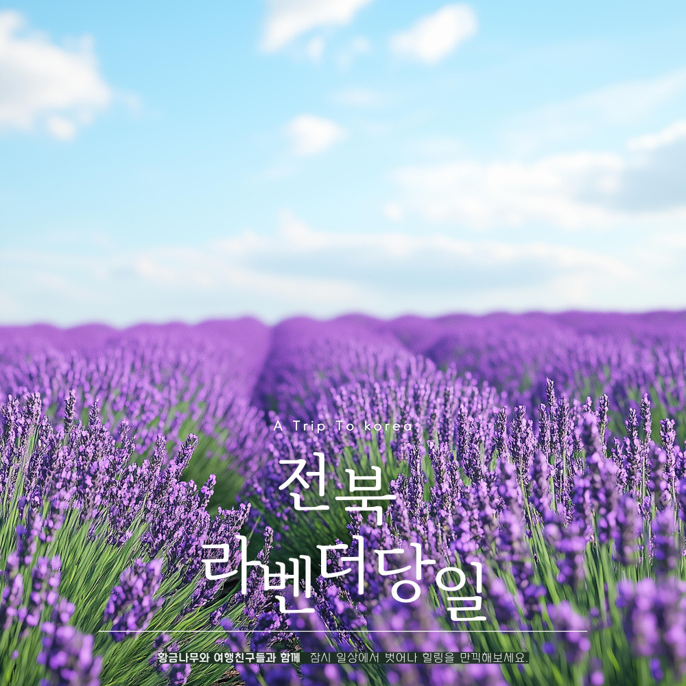 고창 라벤더축제 허브농장 당일 (5-6월) 옥정호 출렁다리 온빛자연휴양림 황금나무와여행친구들 : 황금나무와 여행친구들