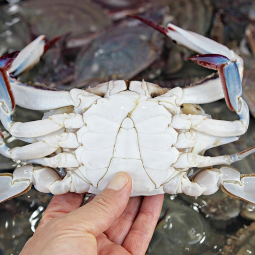 냉동꽃게 숫꽃게 암꽃게 국내산 급냉 서해안 간장게장용 양념게장용 1kg : 청정한끼푸드마켓