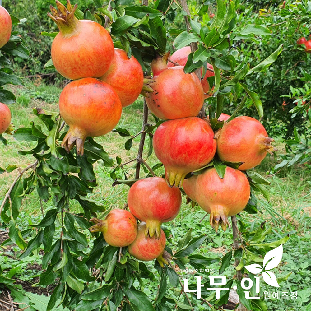 [나무인] 석류나무 결실주 R4 : 나무인 영농조합법인