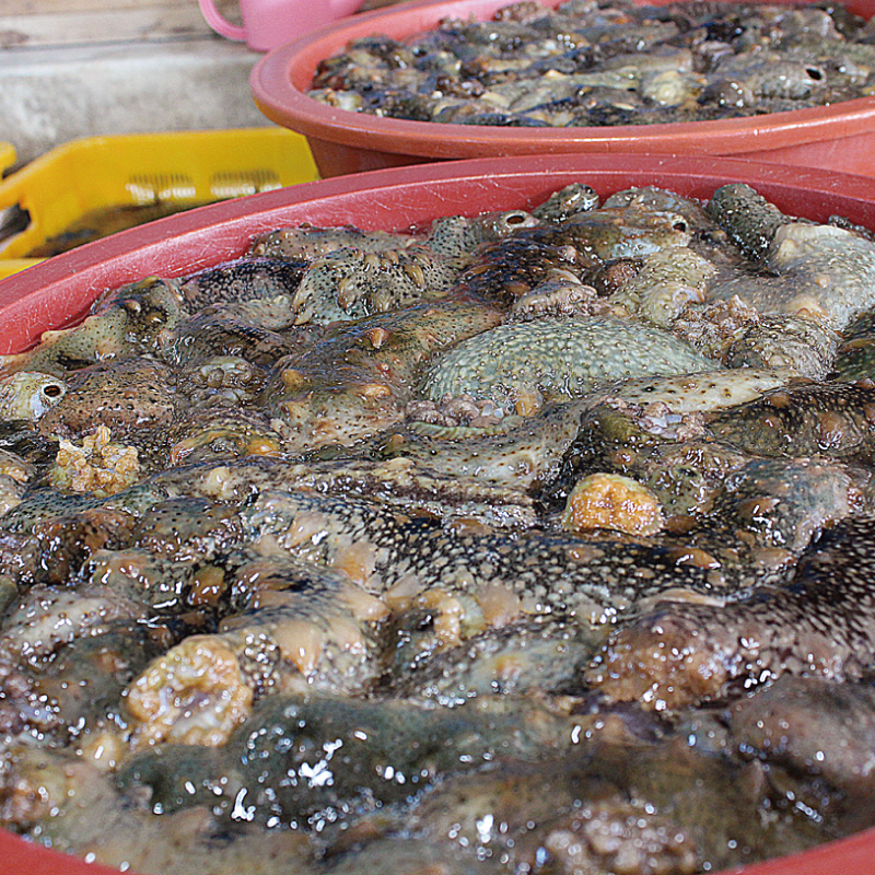통수산 제철 통영 멍게 활멍게 손질 깐멍게 해삼 활해삼 500G 1KG : 통 수산