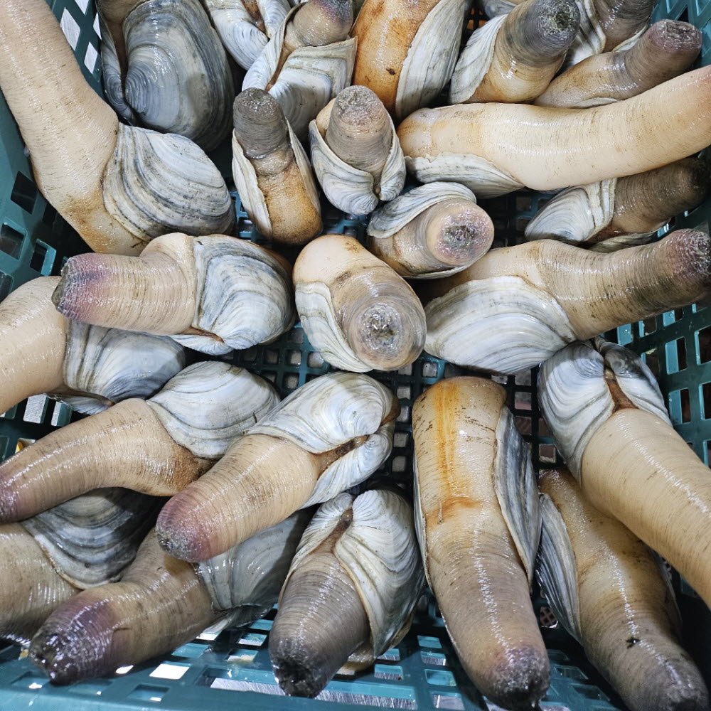 귀하디귀한 코끼리조개 제철 1kg 4미내외 조개 회 샤브샤브 찜 구이 : 안녕하농수산
