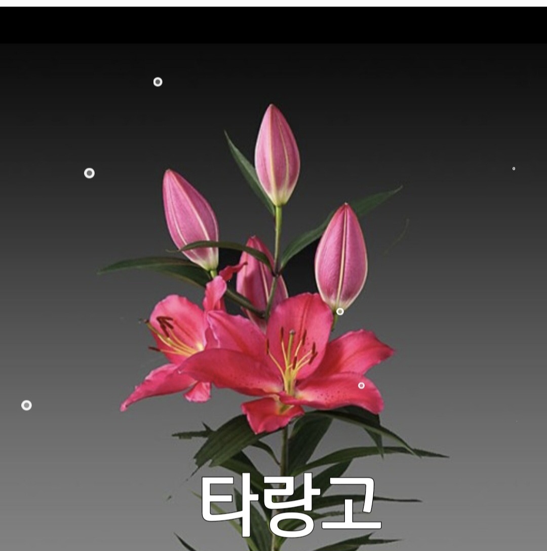봄꽃 백합구근모음 여름꽃 정원꽃 실내화초 희귀백합 저온처리 거실화분 4EA : 태안농산물 다참