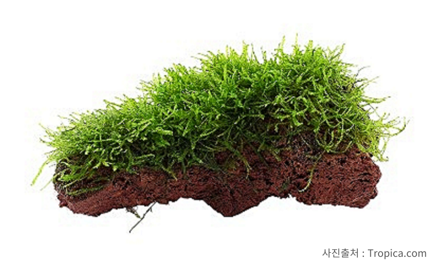 무균 보고르 모스 소주잔한컵 1개 윌로모스 활착수초 음성 쉬운 무이탄수초 : 수초스토어