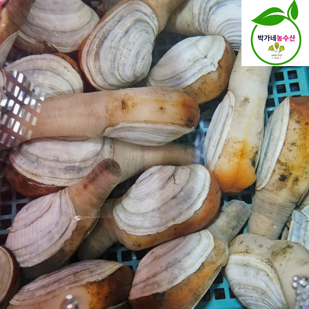 거제 다이버 왕 코끼리조개 1kg(2-3미) 횟감 : 박가네농수산