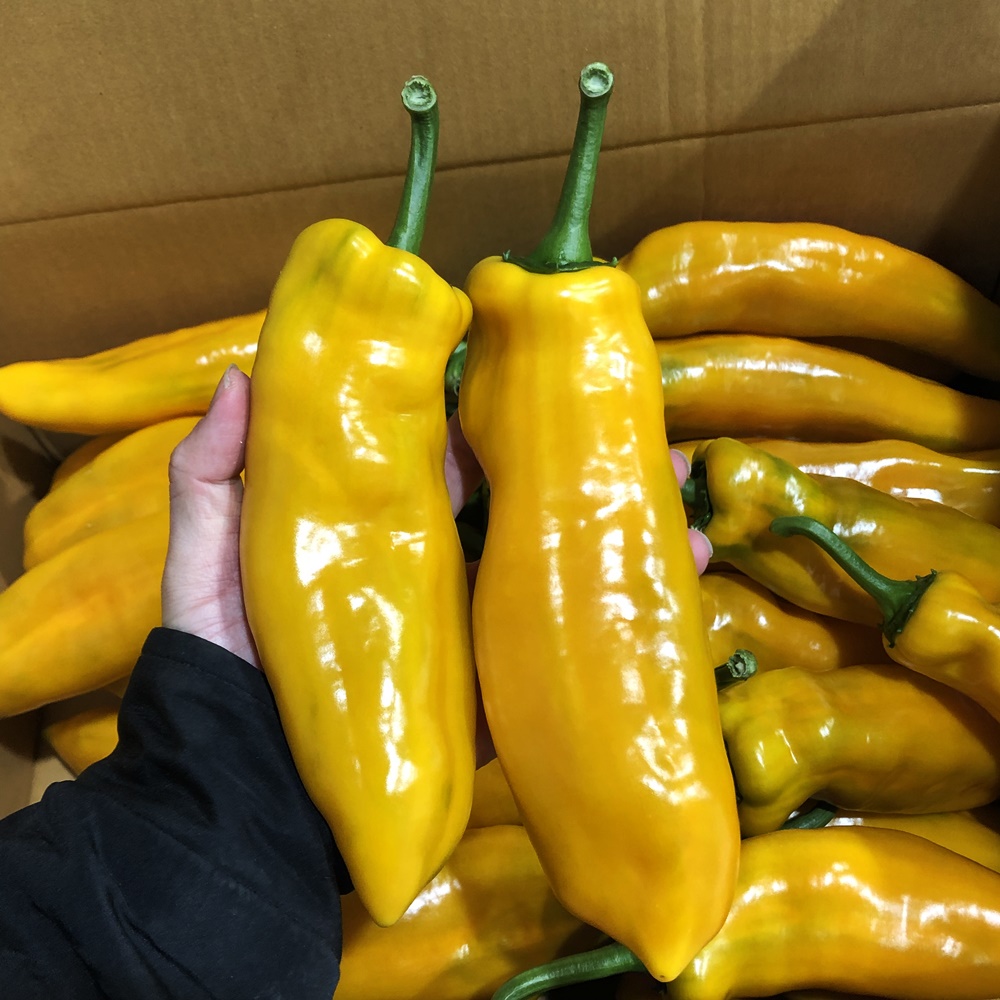 트리벨리파프리카 바나나파프리카 롱파프리카 팔레르모 1kg, 1개 : 금성농산