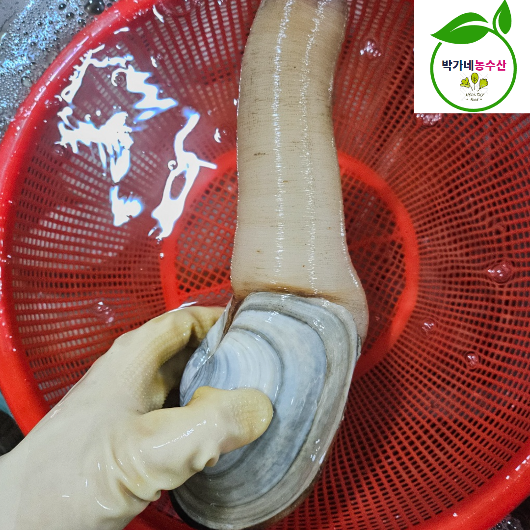 거제 다이버 왕 코끼리조개 1kg(2-3미) 횟감 : 박가네농수산