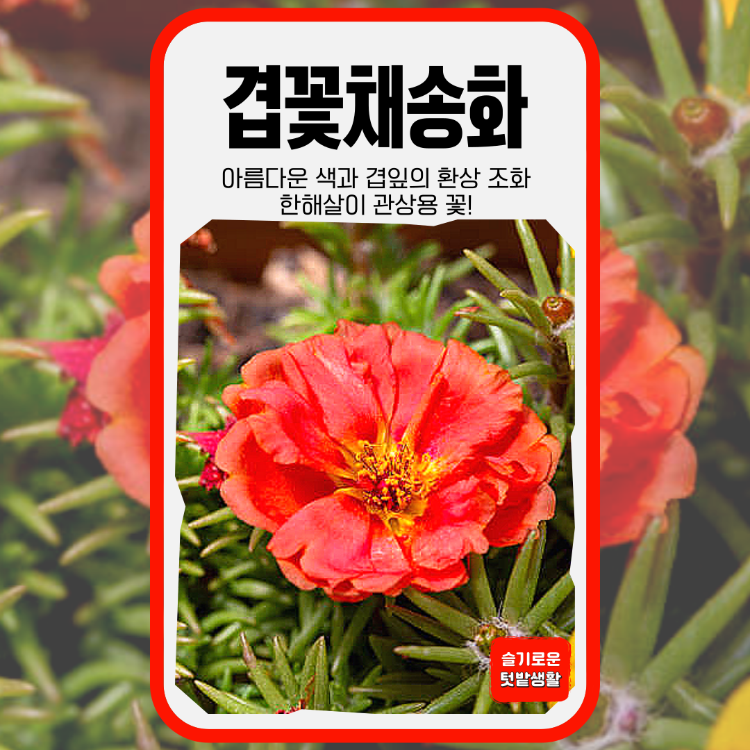 겹꽃채송화 씨앗 1000립 세계종묘 화훼 꽃씨앗 씨 종자 모종 꽃씨 야생화 일반종 겹잎 : 슬기로운농약사