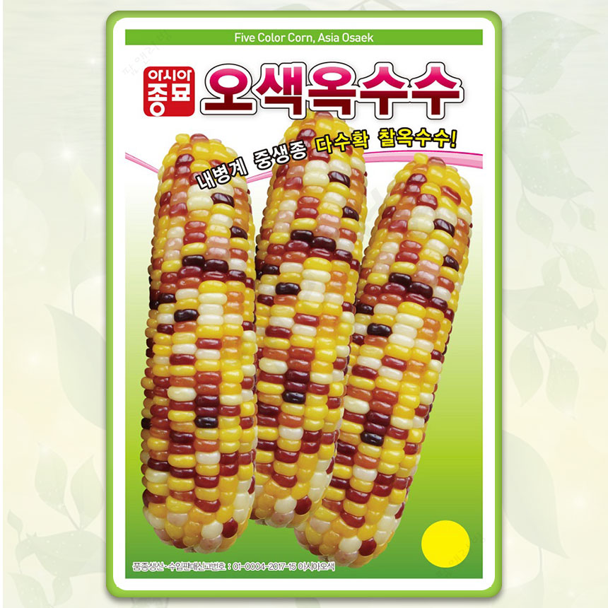 오색옥수수 씨앗 찰옥수수 종자 100립 : 팜앤리빙