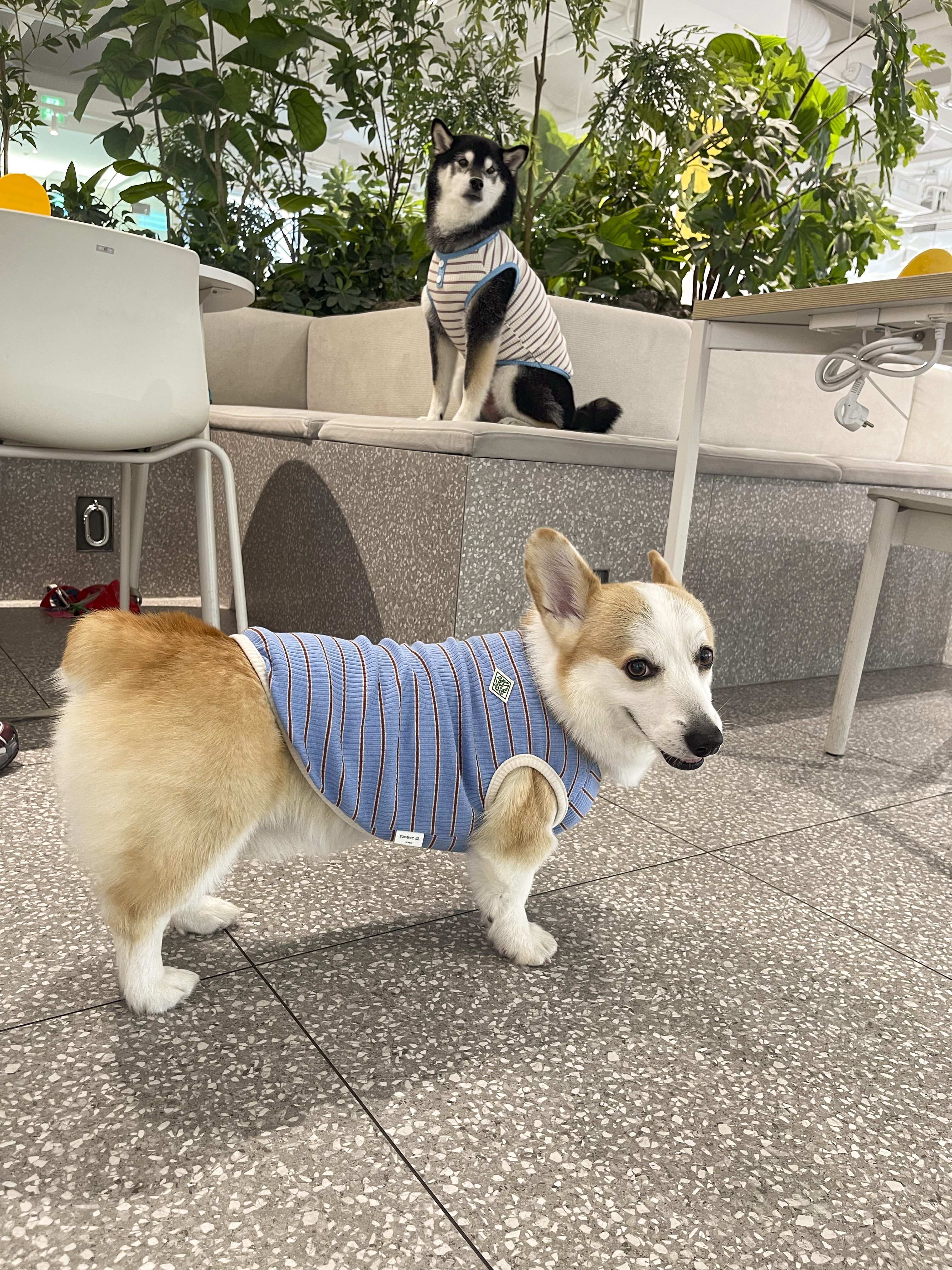 쵸피 파스칼 강아지 티셔츠 (XS~2XL) : Choppy