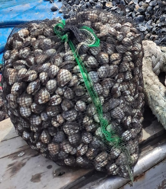 벌교 꼬막 당일조업 새꼬막 산지직송 1kg 소120-130미 : 명신수산