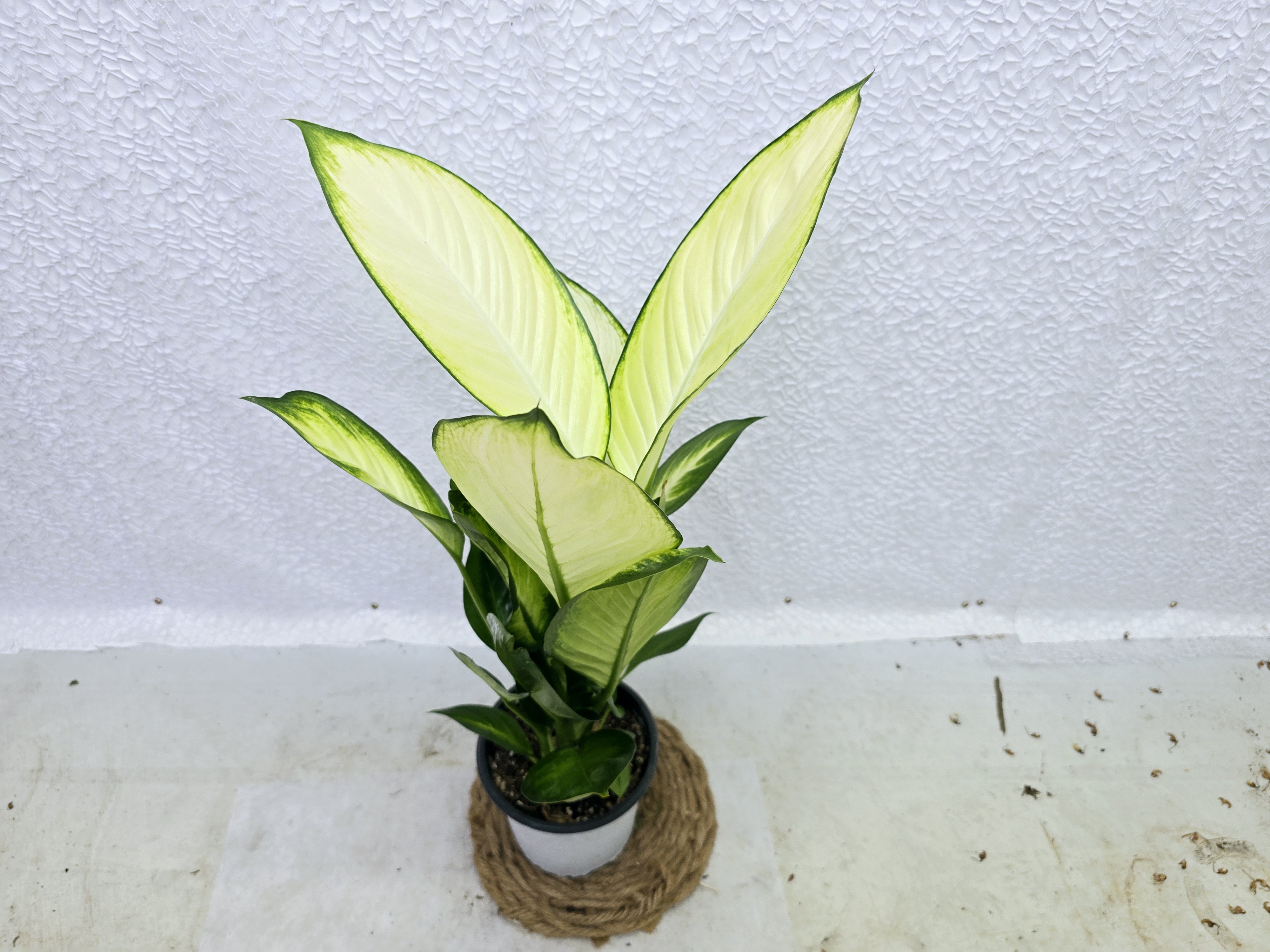 마리안느디펜바키아중품최상품공기정화식물 : 뉴그린플랜트