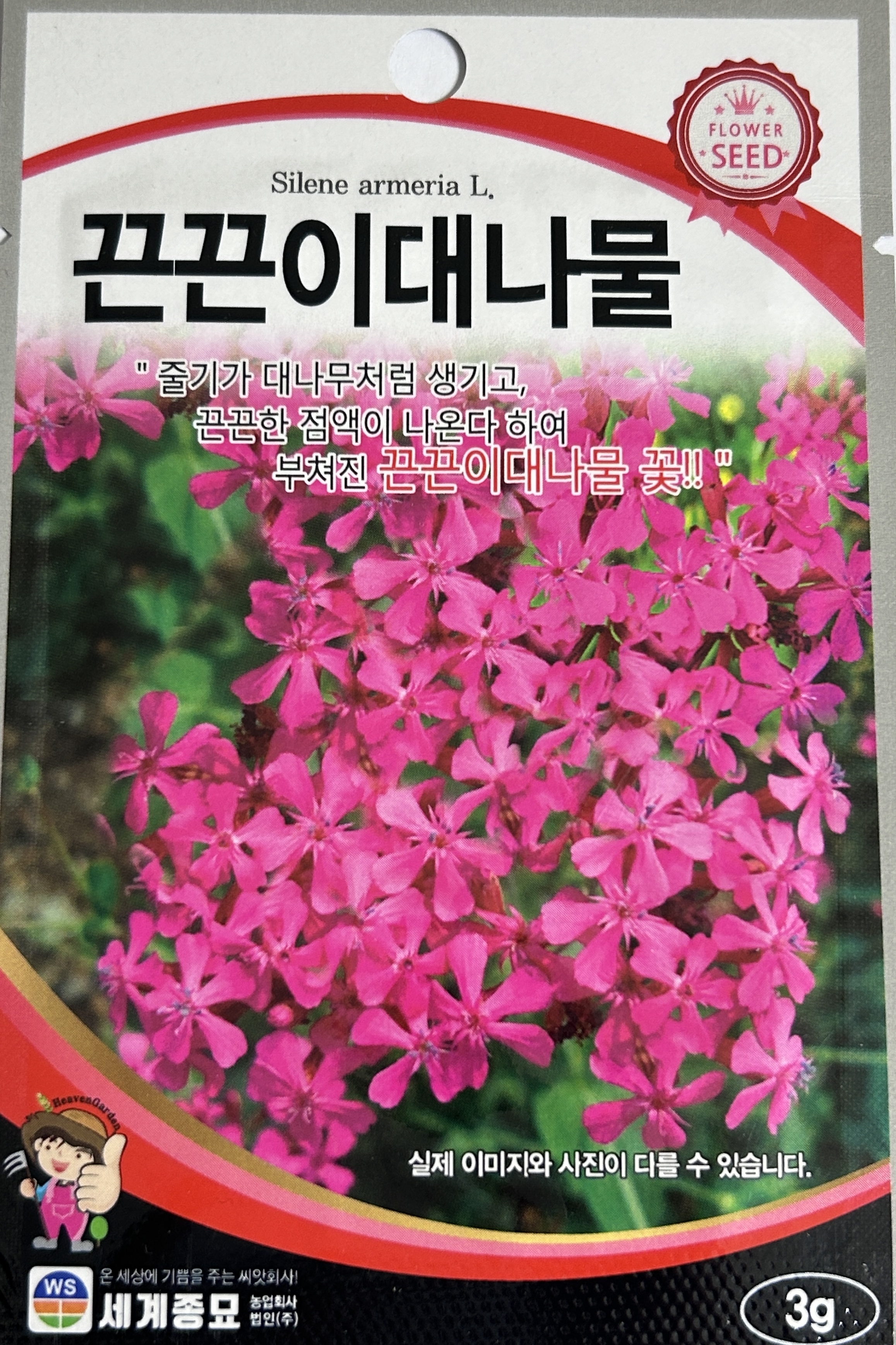 끈끈이대나물 씨앗 3g 세계종묘 화훼 씨 종자 모종 꽃씨 관상용 일반종 야생화 : 슬기로운농약사