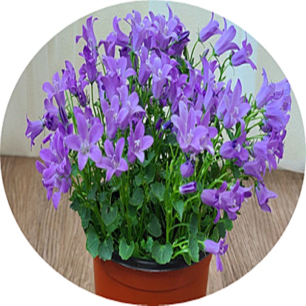 캄파눌라  campanula  bell flower  홑꽃.겹꽃 12cm포트분15cm분 중대품 야생화 꽃화분 : 빈의 정원