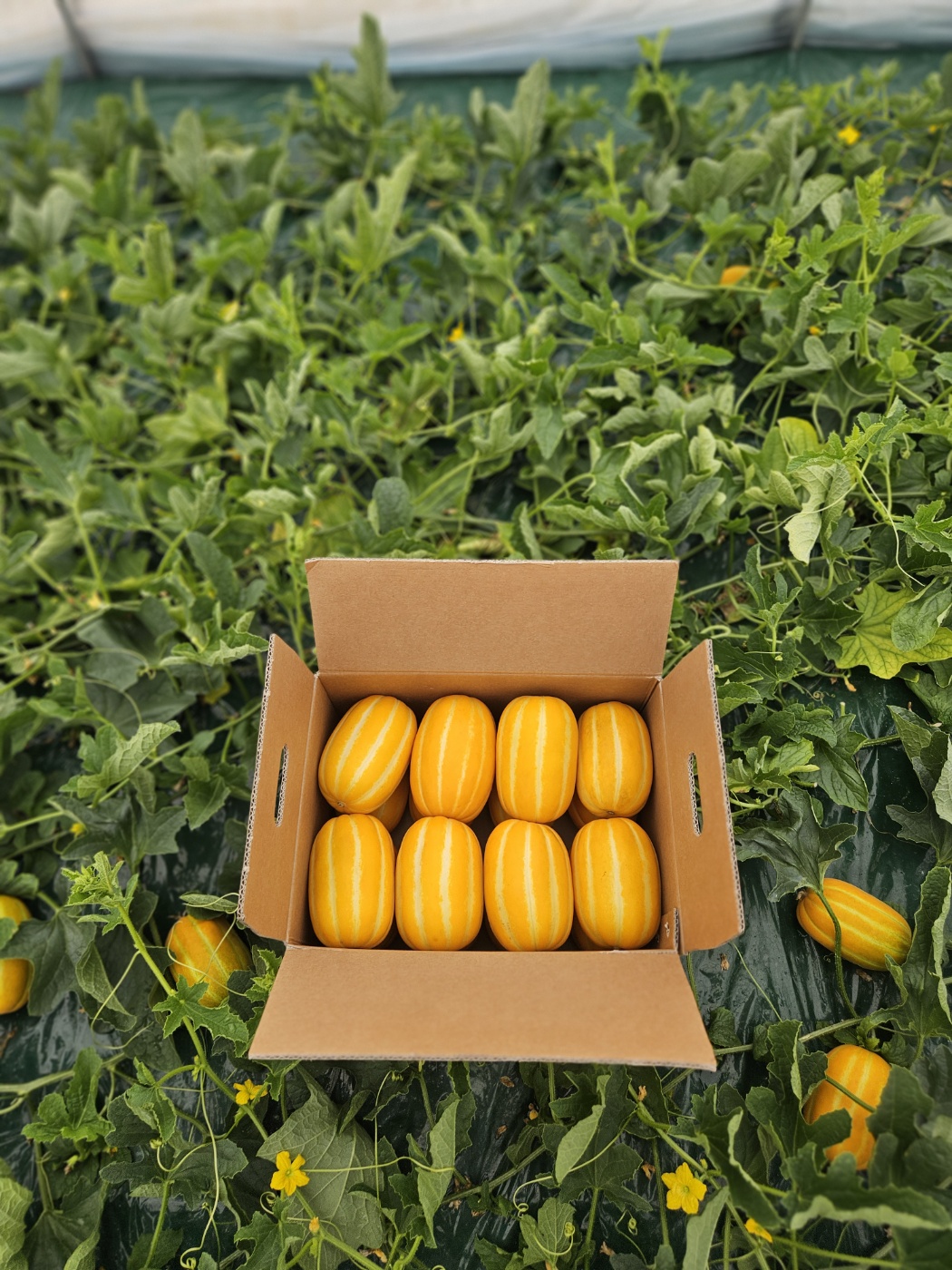 [농장직배송] 성주 꿀참외 당도 보장 2 3 5kg 다양한 종류, 쿠움푸드 성주 참외 : 쿠움푸드