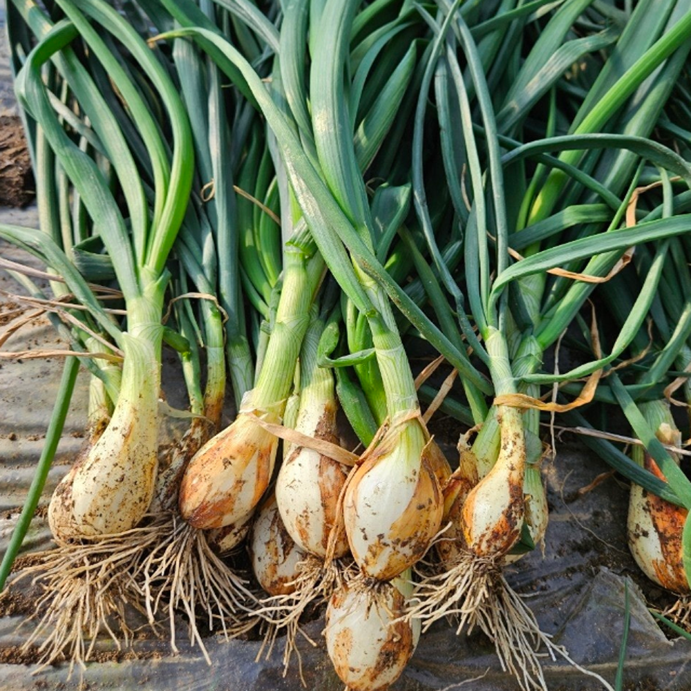 유기농 줄기양파 무농약 인증 산지직송 3kg,5kg,10kg : 파미르마켓
