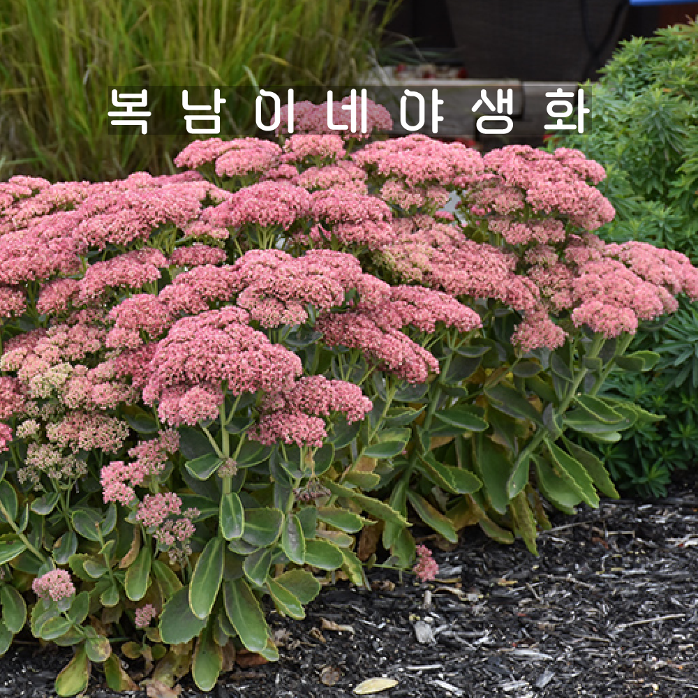 세덤 어텀파이어 소품[3개 복남이네야생화 모종 다육식물 바위솔 큰꿩의비름 세둠 sedum] : 복남이네야생화