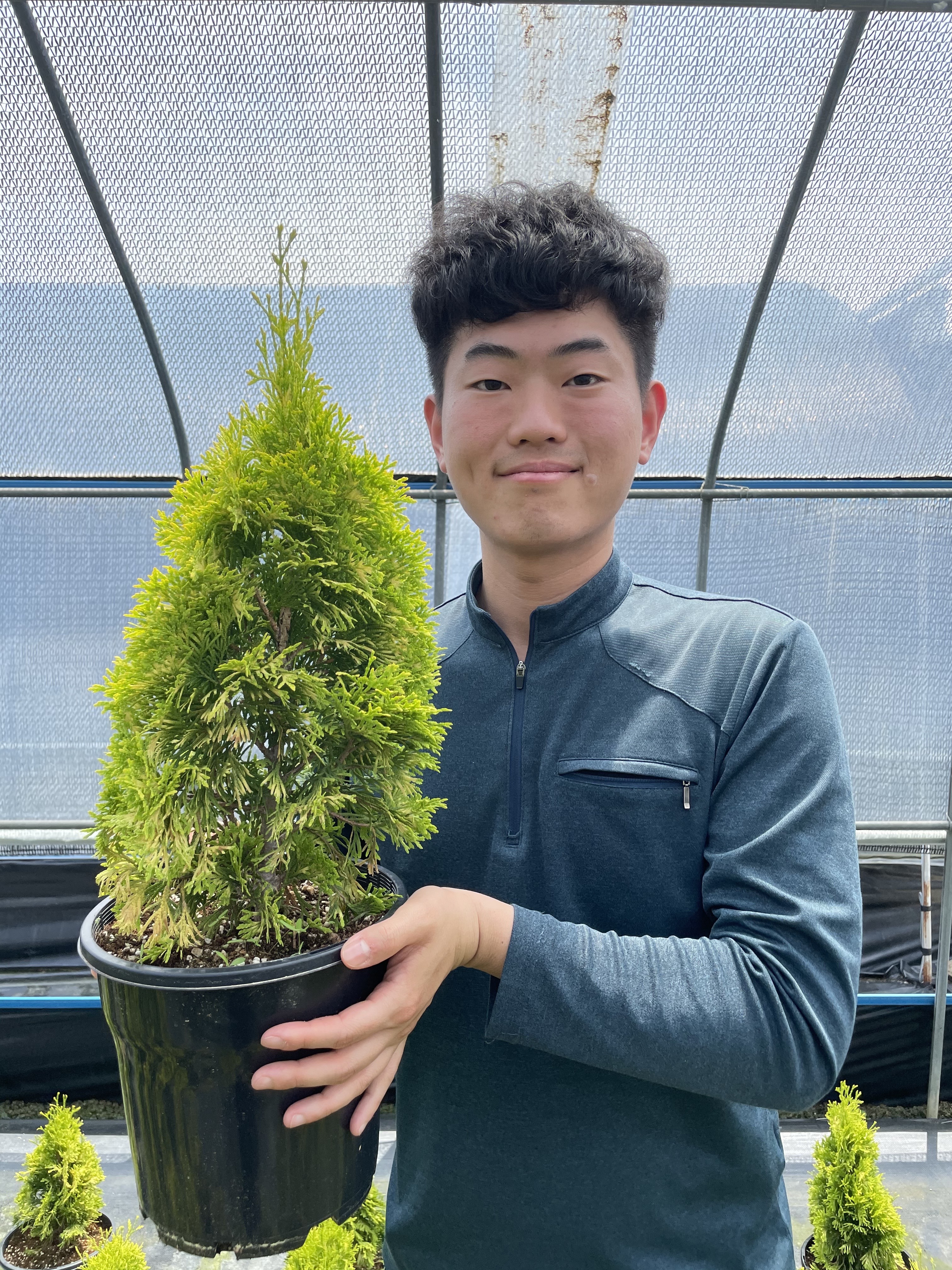 골든스마라그 50cm 화분묘(포트묘 침엽수 조경수 울타리 골드에메랄드그린) : 남림원예종묘