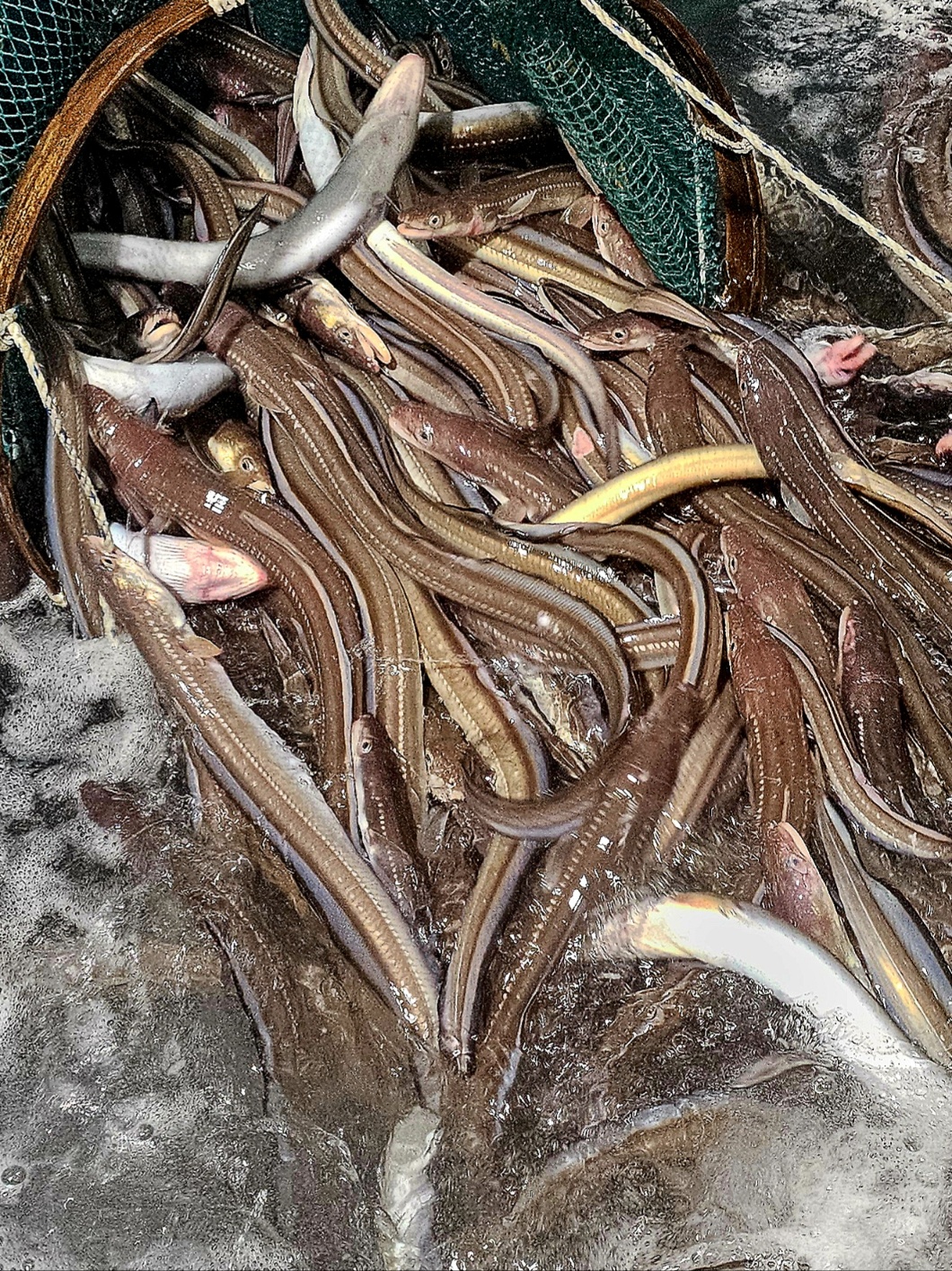 최상급 통영 자연산 손질 바다장어 붕장어 아나고 1kg : 바다의품격