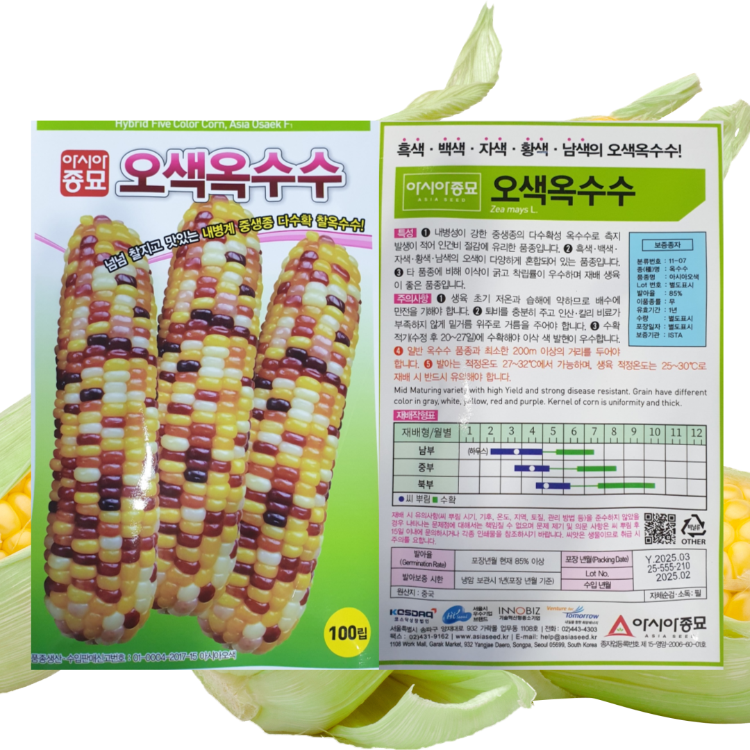 오색옥수수씨앗 100립 3개, 다수확 찰옥수수 : 태웅씨앗자재마트