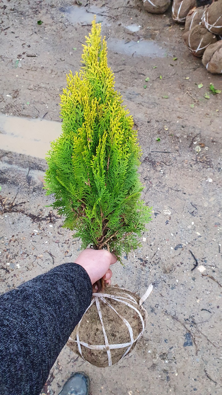 황금측백 키70~80cm분 측백나무 울타리조경수 준공수 카페정원 : 트리팜원예종묘