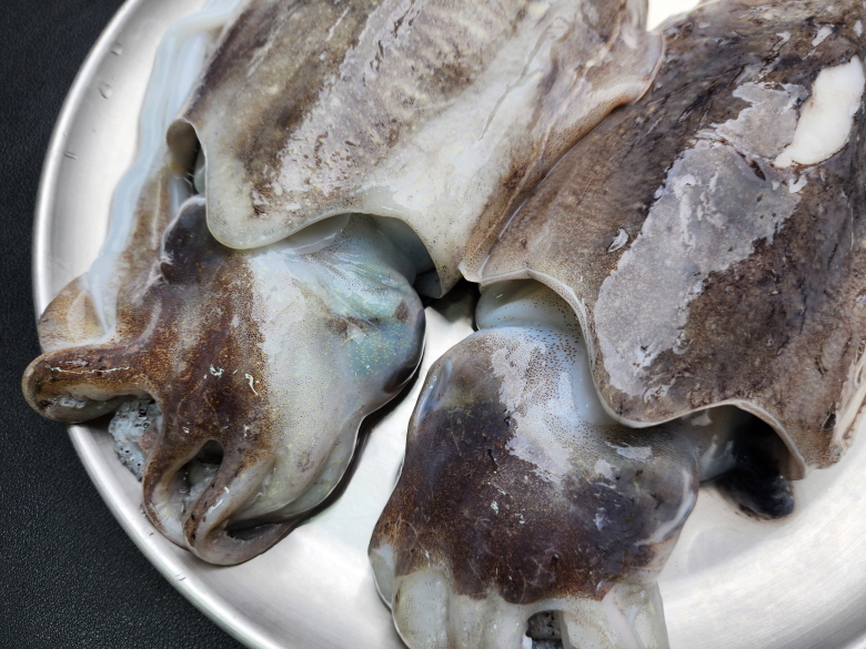 연안 생물 특대갑오징어 1kg : 수산물 사장님