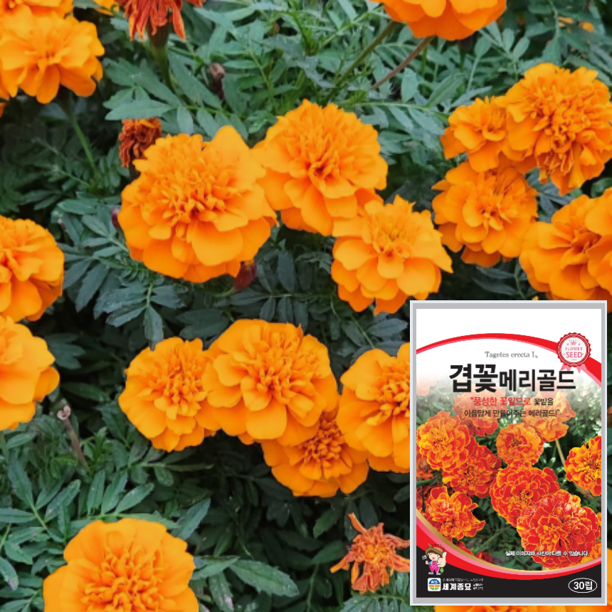 겹꽃 메리골드 씨앗 30립 겹메리골드 꽃씨 씨 종자 꽃씨앗 : 근소텃밭