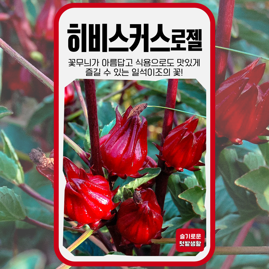 히비스커스 로젤 씨앗 10립 세계종묘 종자 모종 씨 야생화 꽃차 식용꽃 일반종 일년생 고급 : 슬기로운농약사