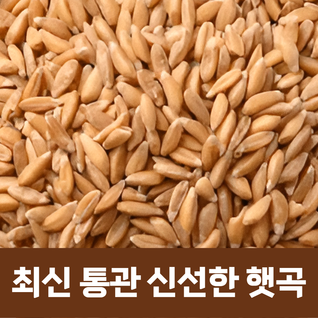 The큰나무 파로 3kg 곡물 쌀 파로밥 효소 바나듐쌀 카무트 호라산밀 귀리 홍국쌀 : The큰나무
