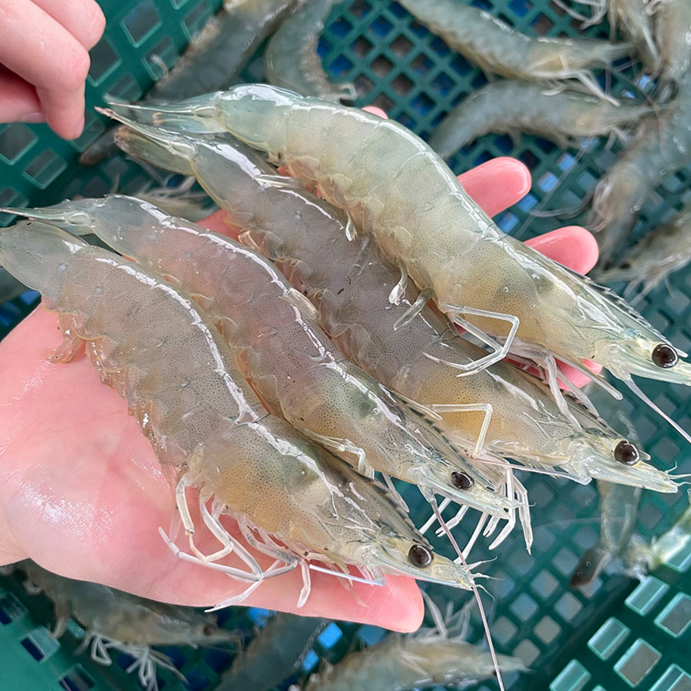 국내산 흰다리 새우 1kg 왕새우 제철 : 통영이순신수산