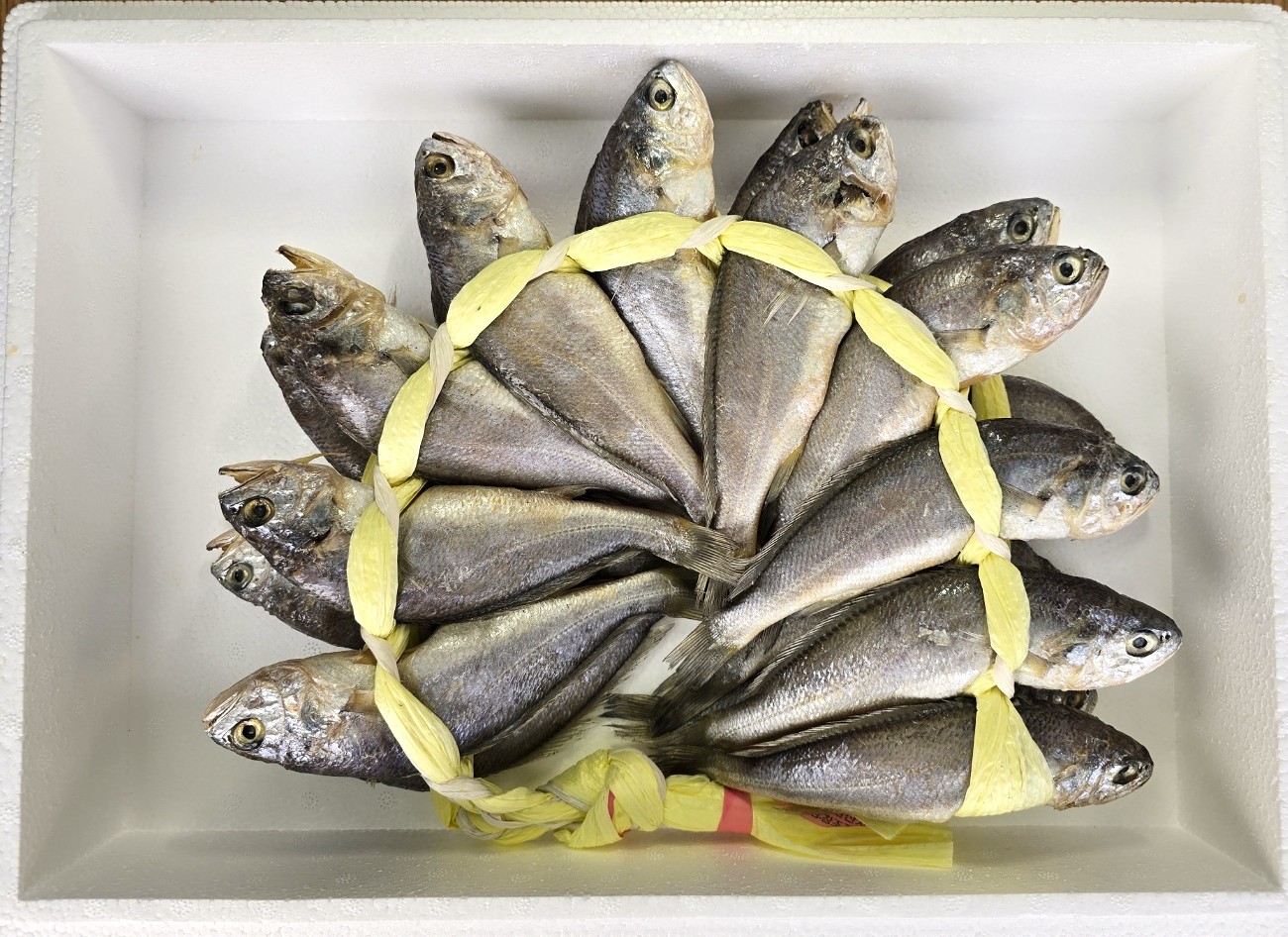 영광굴비 가성비좋은 20미 선물세트 1호(1.7kg) : 영광법성포 해정수산