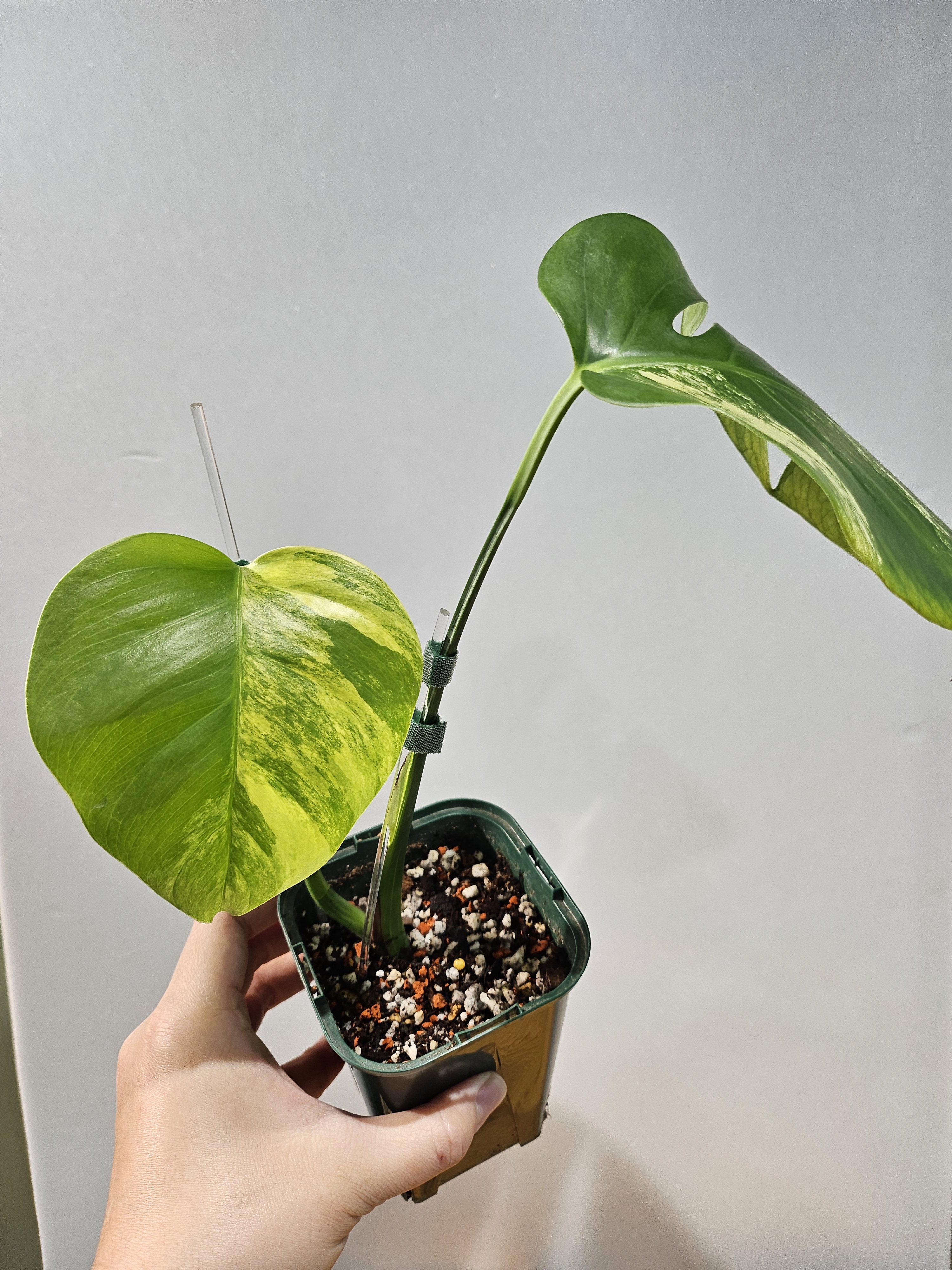 보르시지아나 옐로우몬스테라 : 까치 플랜츠