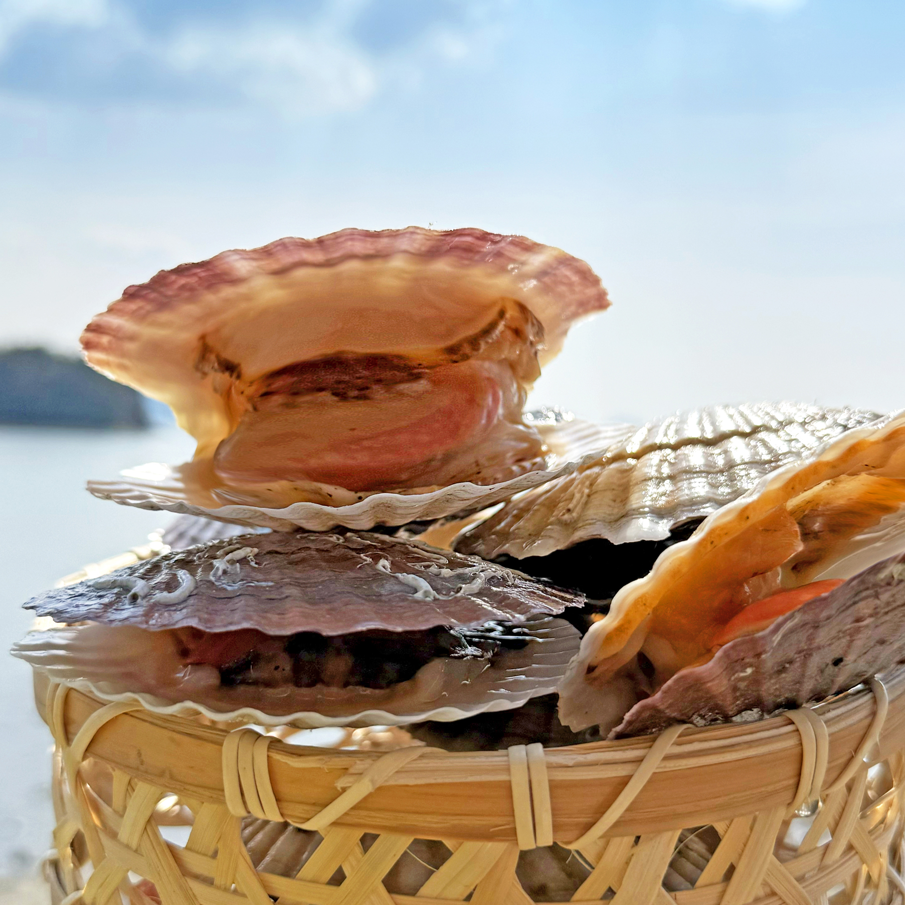 통통한 제철 대왕 참가리비 조개구이 1kg : 수산어보