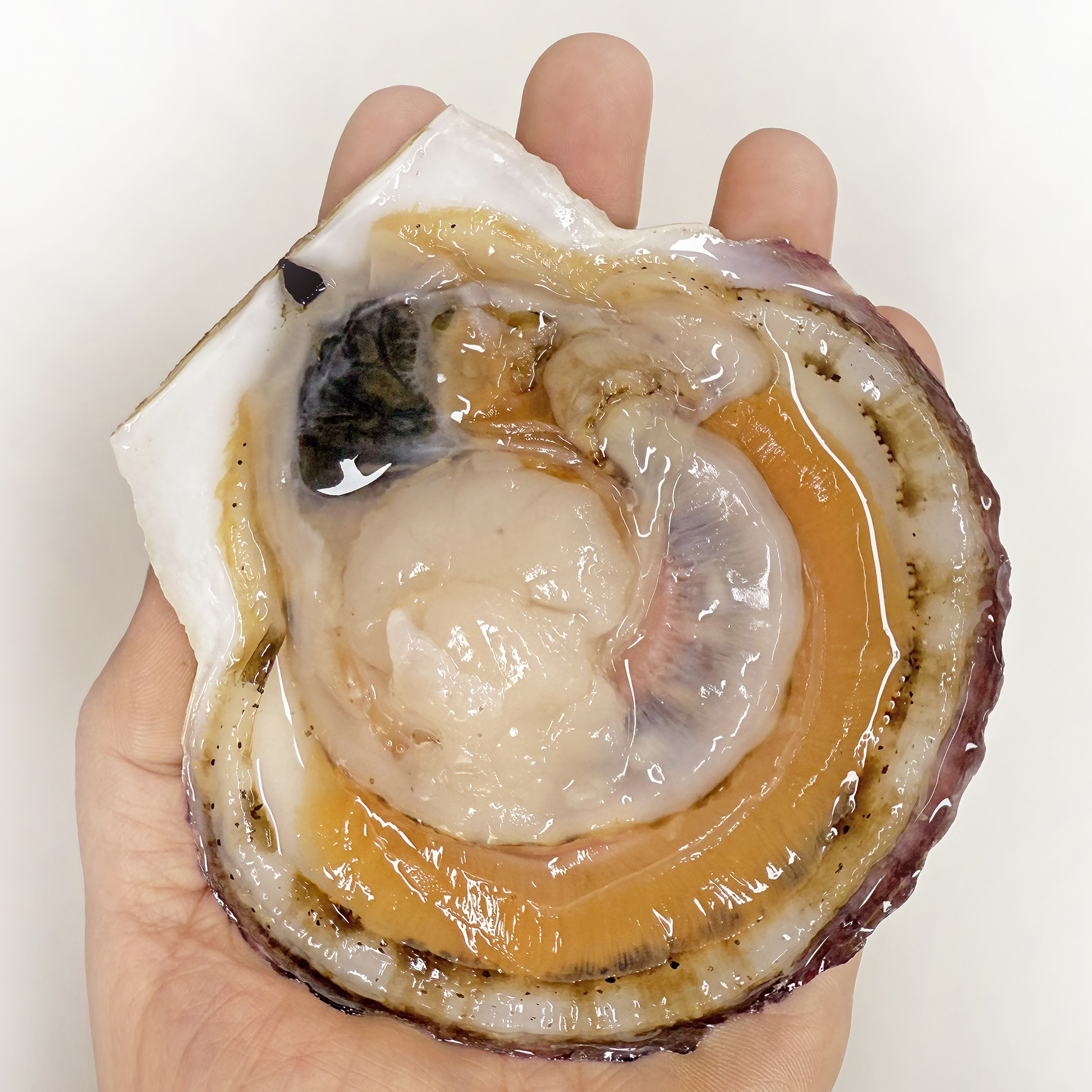 통통한 제철 대왕 참가리비 조개구이 1kg : 수산어보
