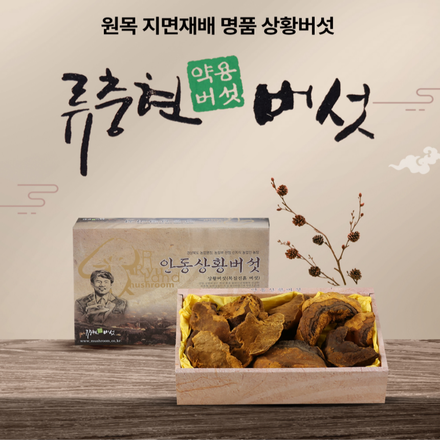 [명장 류충현] 장수상황버섯 중품300g 국산 무농약 원목재배 5년이상 재배 고품질 명품 국내생산 : 류충현약용버섯