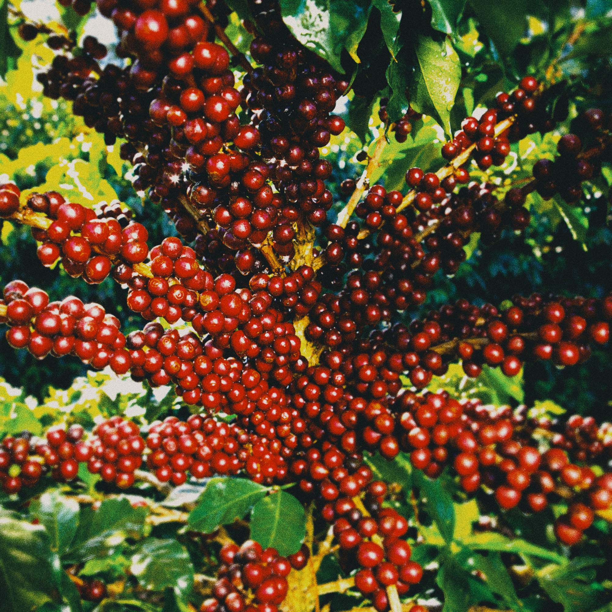 오벡스 커피 브라질 다테하 원두 BRAZIL DATERRA 500g : 오벡스컴퍼니