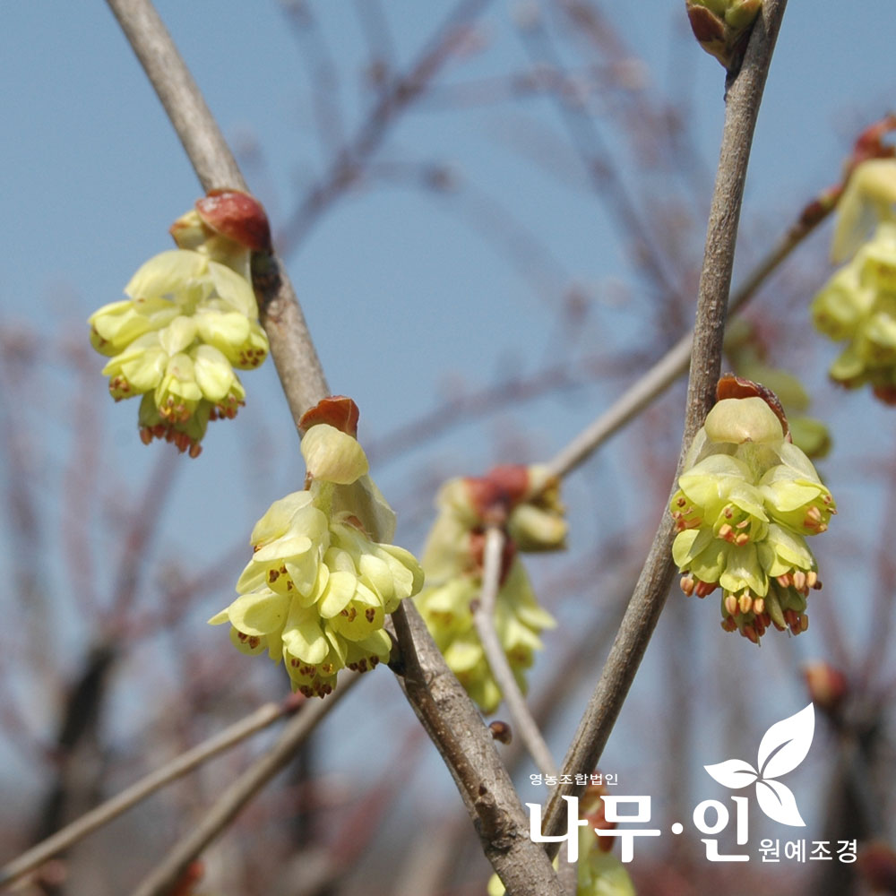 [나무인] 히어리 묘목 2개 : 나무인 영농조합법인
